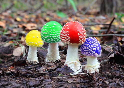 four multicolored mushrooms among the fallen leaves
