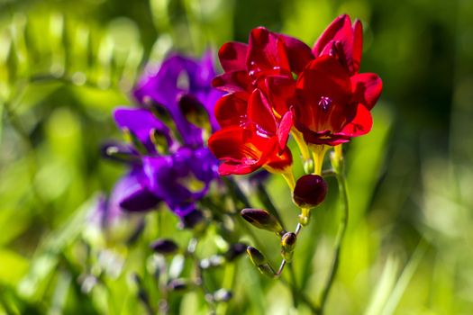  freesia in the garden