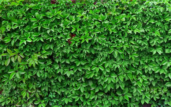 ideas for garden - Green ivy seamless texture