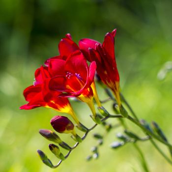 red freesia in the garden