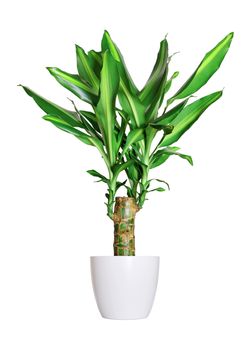 Houseplant - dracena steudneri stemm a potted plant isolated over white