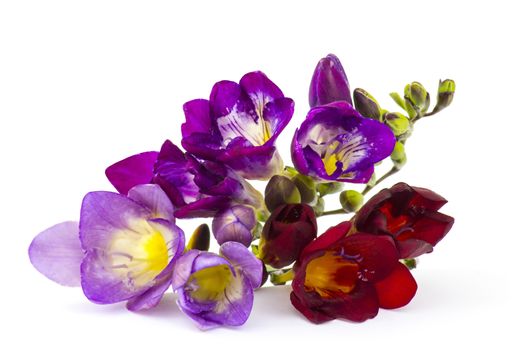 Blooming Freesia. Isolated on white background.