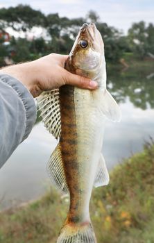 caught zander in а hand of a fisherman