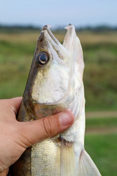 caught zander in а hand of a fisherman