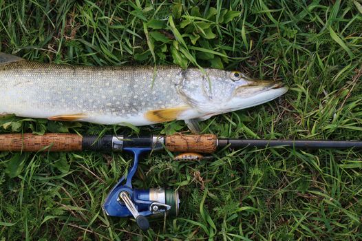 fishing catch on the grass and fishing gear