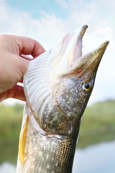 caught pike in а hand of a fisherman