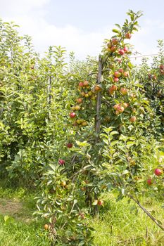 Red apples on apple tree branch 