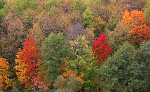 аutumn forest