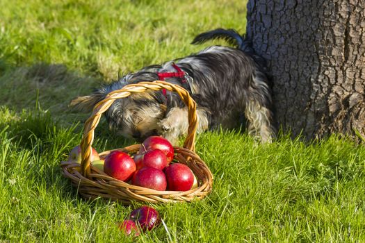 yorkshire terrier and apples