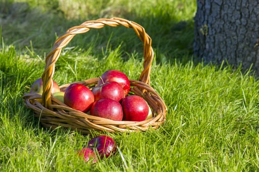 fresh apples in a basket