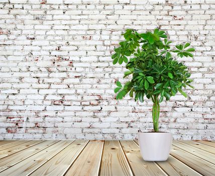 Schefflera a potted near Old brick wall