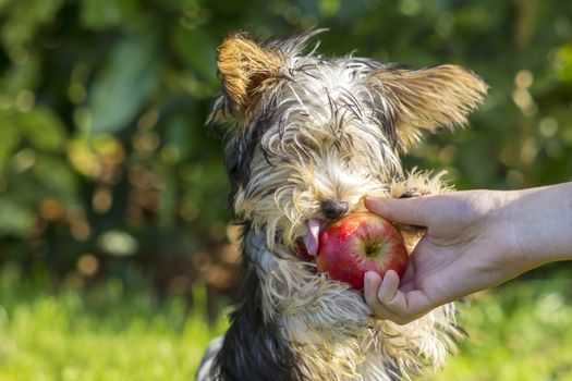 yorkshire terrier is eating apple