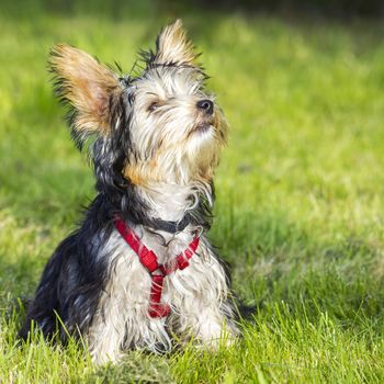 yorkshire terrier