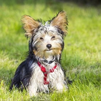 yorkshire terrier