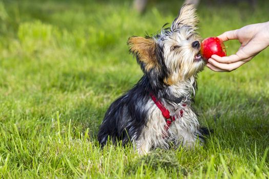 yorkshire terrier is eating apple