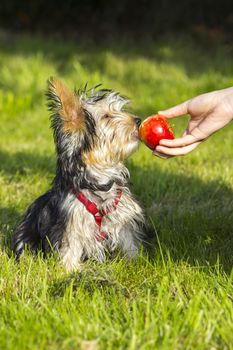 yorkshire terrier is eating apple