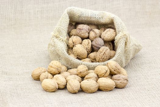 Burlap sack full of whole walnuts