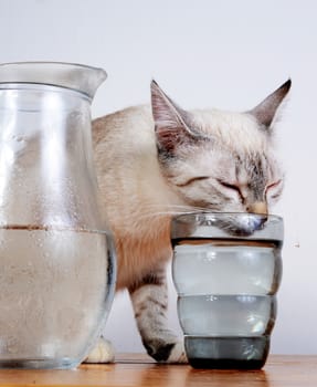 cute kitten drinking