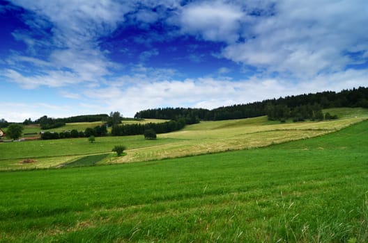 summer landscape