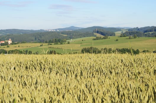 grain field