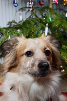 dog and the christmas tree