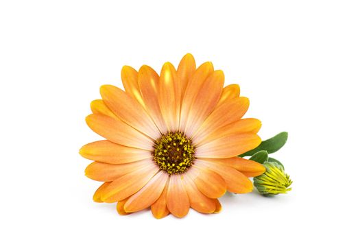 calendula flower isolated on white background