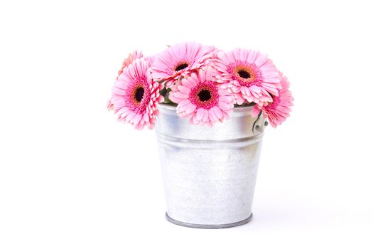 pink gerbera flowers in a bucket