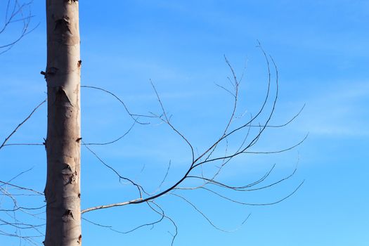 Dry brunch of tree against blue sky