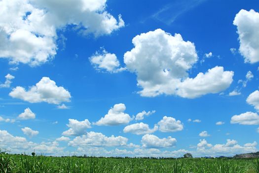 Field on background of the blue sky