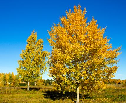 Bright autumn colored birch against the clear blue sky