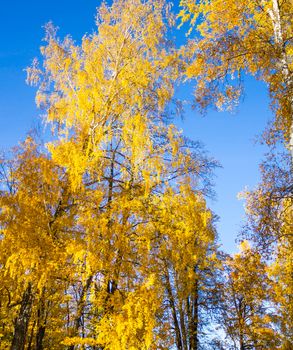 Bright yellow birch forest against the clear blue sky