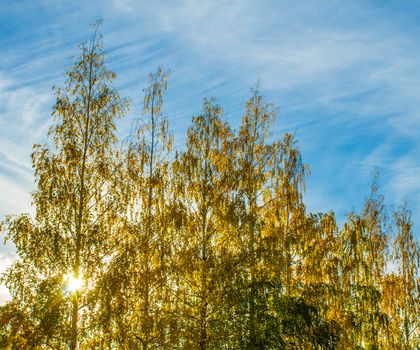 Yellow autumn birches against the sun and cloudy blue sky