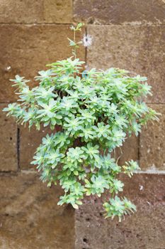 Plant on a wall in Pienza, Tuscany, Italy