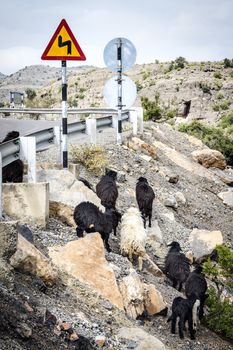 Image of sheeps at a road in Oman on Jebel Akhdar