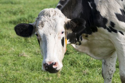 head from black and white cow looking at the camera