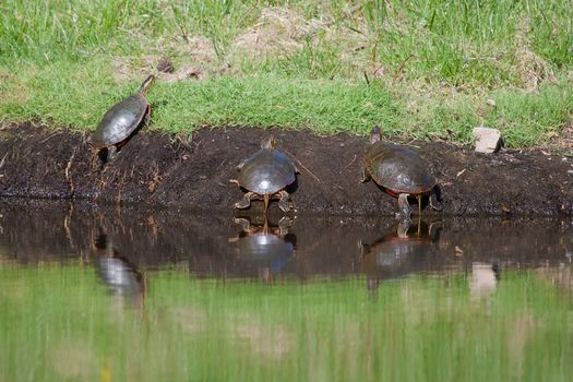 Painted Turtles came out of the water to get some sun.