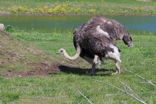 ostrich in the zoo.