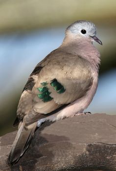 Dove  with shiny green feathers on it's wings