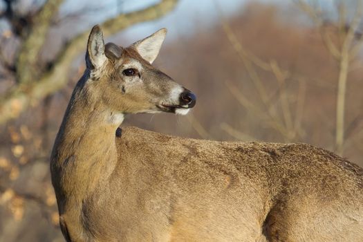 White Tailed Deer in the Wild lloks at camera.