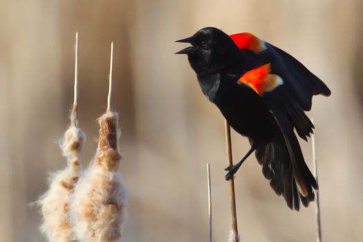 Male Red-winged Blackbird perched on cattails.