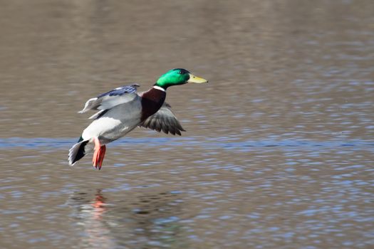 Mallard in flight with trees in the background.