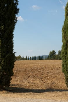 The landscape of the  Tuscany. Italy