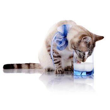The striped cat with a blue bow drinks milk from a glass. Striped cat. Striped not purebred kitten. Small predator. Small cat.