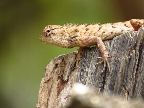 A closeup view of a wild chameleon from the Indian Tropics                               