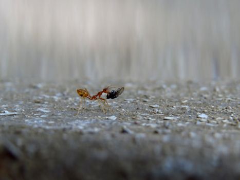 A macro shot of a hard working red worker ant carrying its meal of fly                               