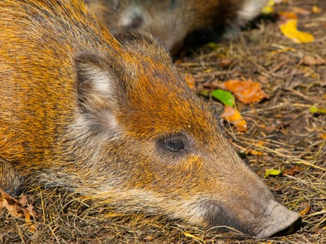 Head of lying young wild boar in a forest