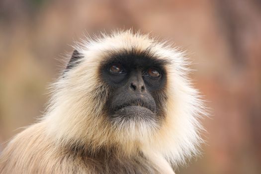 Portrait of Gray langur (Semnopithecus dussumieri), Ranthambore National Park, Rajasthan, India