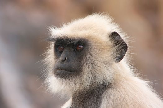 Portrait of Gray langur (Semnopithecus dussumieri), Ranthambore National Park, Rajasthan, India