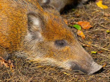 Head of lying young wild boar in a forest