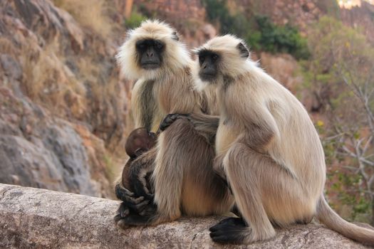 Gray langurs (Semnopithecus dussumieri) with a baby sitting at Ranthambore Fort, Rajasthan, India